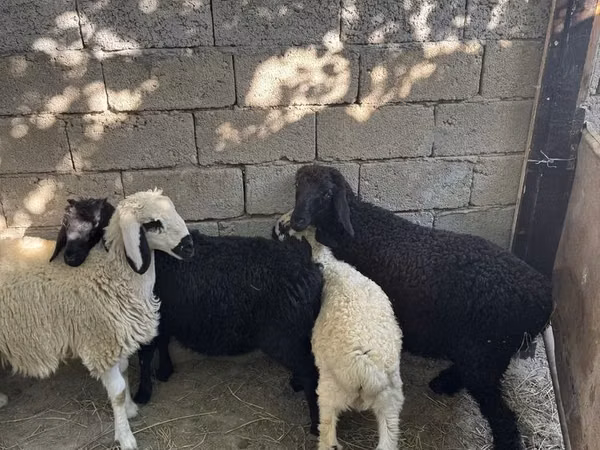 كبش, الأغنام