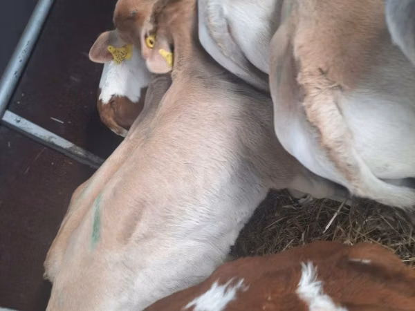 ثور, Simmental cattle