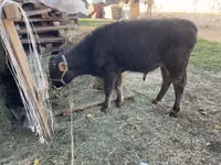 Toro, Ganado vacuno — foto 5