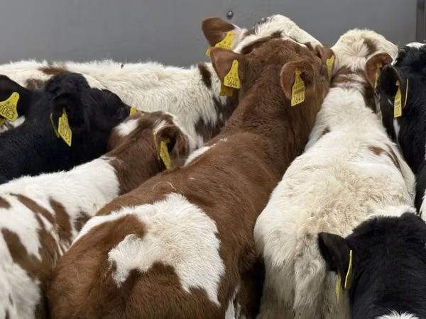 Rinder (Partie, Geschlecht nicht angegeben), Simmental cattle