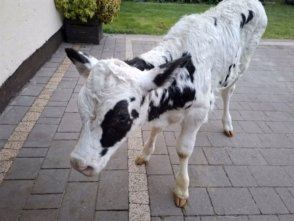 Vacă, Russian Black pied cattle