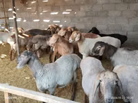 كبش, الأغنام — الصورة 3