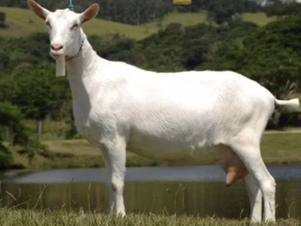 Capră, Saanen goat