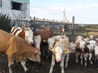 Bulle, Simmental cattle — Foto 3
