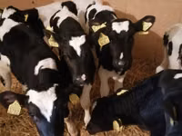 Bou, Simmental cattle — foto 4