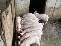 母猪 — 照片 4