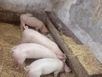 Säue, Schweine — Foto 1