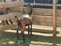 Țap, Alpine goat — foto 1