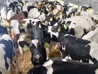公牛, Russian Black pied cattle — 照片 4