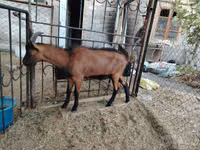 Țap, Alpine goat — foto 4