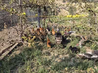 Chickens — foto 1