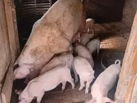 Vier, Porci — foto 8