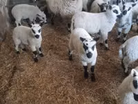 Ram, Cerry Hill sheep — photo 4