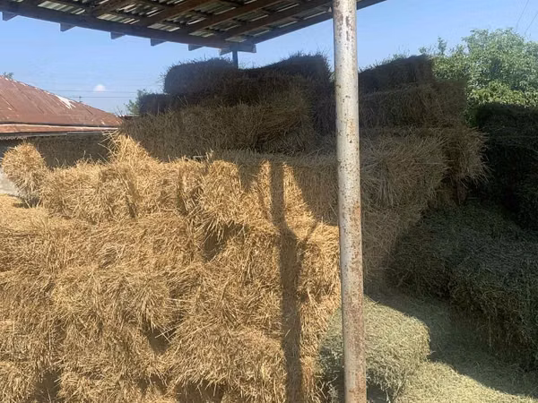 Тюки соломы и люцерны
