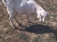 Cabro, Cabras — foto 2
