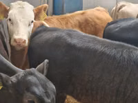 Cattle (batch, sex not specified), Simmental cattle — photo 4