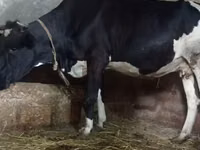 Vacă, Russian Black pied cattle — foto 4
