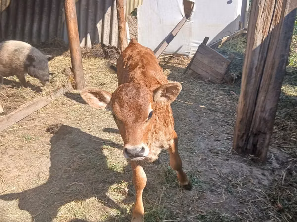 Vaca, Raza Jersey