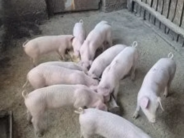 Porci (lot, sex nespecificat), 
