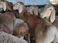 Widder, Arashan sheep — Foto 2