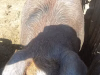 Boar, Pigs — photo 4