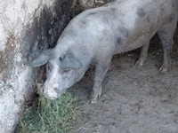 Vier, Porci — foto 3