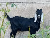 Boucs, Nubian Goat — photo 1