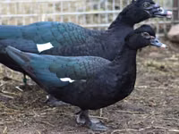 Ducks — foto 1