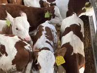牛只（批次，未指定性别）, Simmental cattle — 照片 4