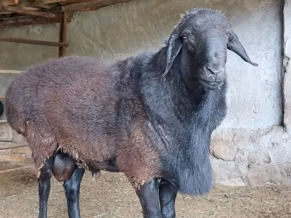 公羊, Sheep