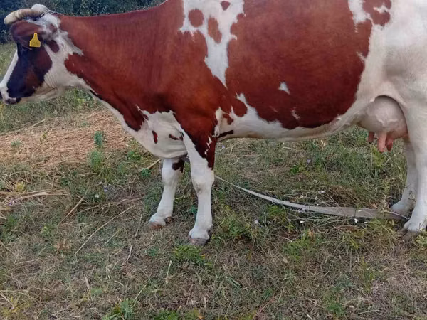 Kuh, Simmental cattle — Republik Moldau