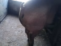 母猪, Pigs — 照片 3