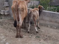 İnək, Mal-qara — foto 3