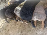 公羊, Sheep — 照片 3