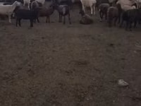 Oaie, Edilbay sheep — foto 7
