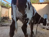 İnək, Simmental cattle — foto 5