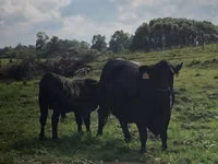 Bovine (lot, sex nespecificat), Aberdeen-Angus — foto 3