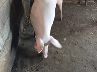 Scroafă, Porci — foto 2