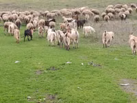 Sheep, Sheep — photo 4