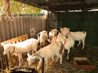 تيس, Saanen goat — الصورة 4