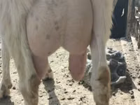 عنزة, Saanen goat — الصورة 2