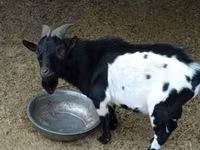 Taka, Nigerian dwarf goats — 1-rasm