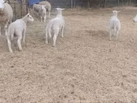 母羊, Sheep — 照片 3