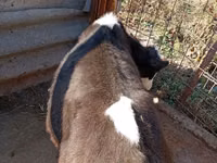 Buqa, Russian Black pied cattle — 6-rasm