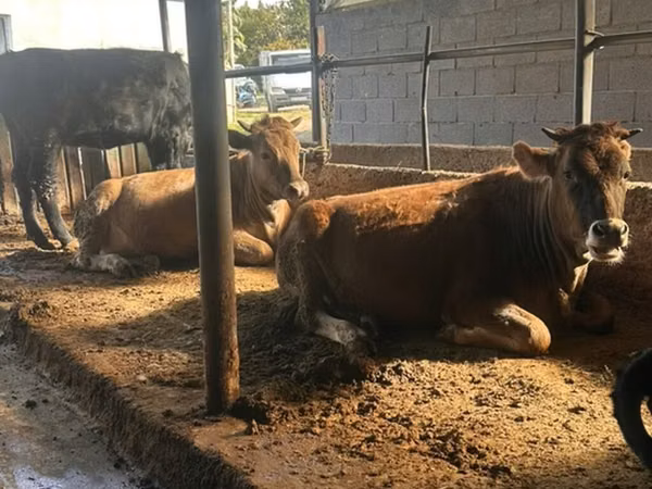 Vaca, Brown Latvian