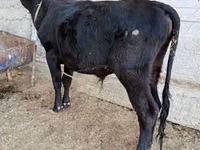 Touro, Aberdeen-Angus — foto 4