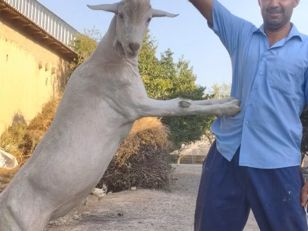 Țap, Saanen goat