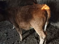 İnək, Swiss cattle — foto 4