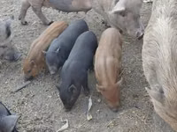 Scroafă — foto 5