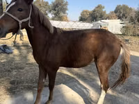 母马, Horses — 照片 3